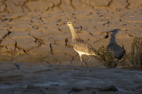 Eurasian whimbrel (Numenius phaeopus) adult wading bird on a coastal mudflat, England, United Kingdom