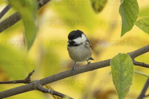 Coal tit (Periparus ater) adult garden bird on a magnolia tree with autumn colour leaves, England, United Kingdom