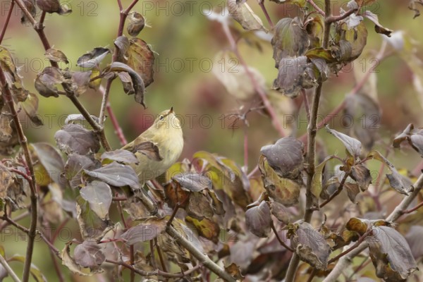 Chiffcaff (Phylloscopus collybita) adult bird on a dogwood tree with autumn colour leaves, England, United Kingdom