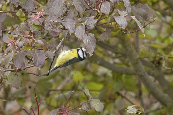 Blue tit (Cyanistes caeruleus) adult garden bird on a dogwood tree with autumn colour leaves, England, United Kingdom