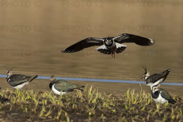 Northern lapwing (Vanellus vanellus) adult wader bird in flight to land on an island by a lake, England, United Kingdom