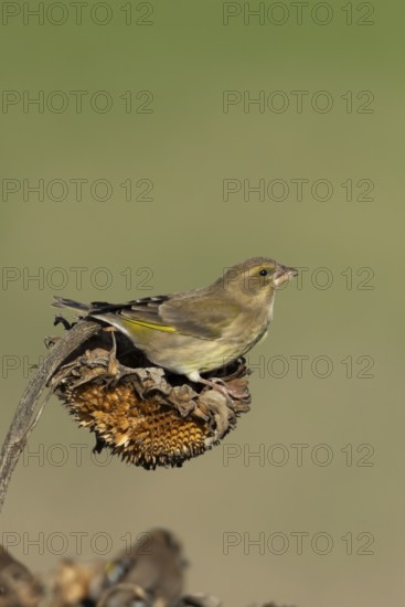 Eurasian greenfinch (Chloris chloris) adult female garden bird on a sunflower plant seedhead in winter, England, United Kingdom