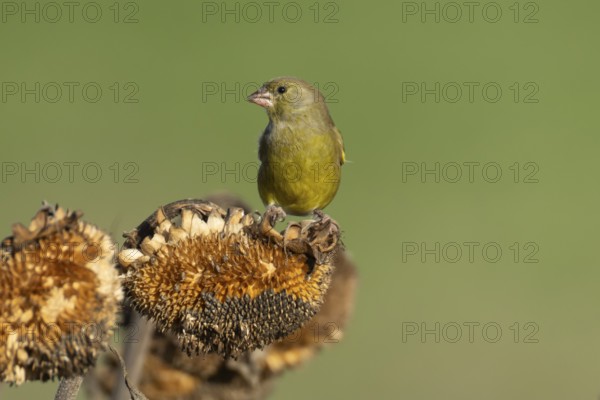 Eurasian greenfinch (Chloris chloris) adult male garden bird on a sunflower plant seedhead in winter, England, United Kingdom