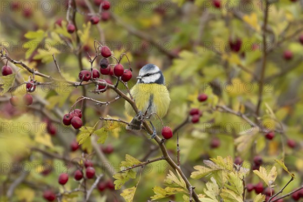 Blue tit (Cyanistes caeruleus) adult garden bird on a Hawthorn tree with autumn colour leaves and red berries, England, United Kingdom