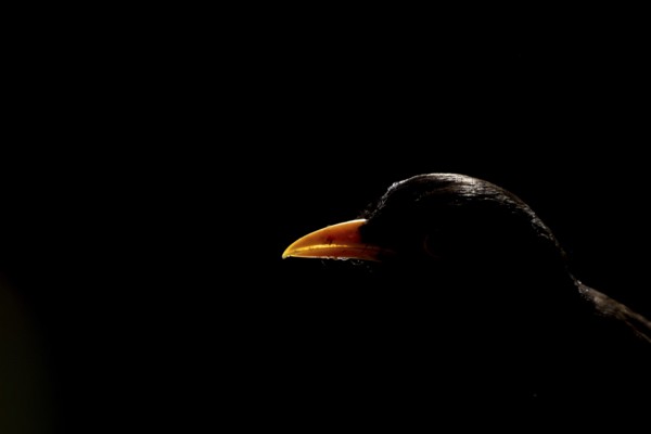 Eurasian blackbird (Turdus merula) adult male garden bird head portrait backlit, England, United Kingdom