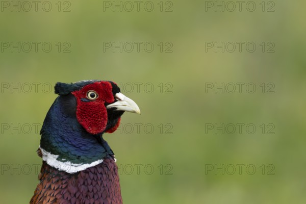 Common pheasant (Phasianus colchicus) adult male game bird head portrait, England, United Kingdom