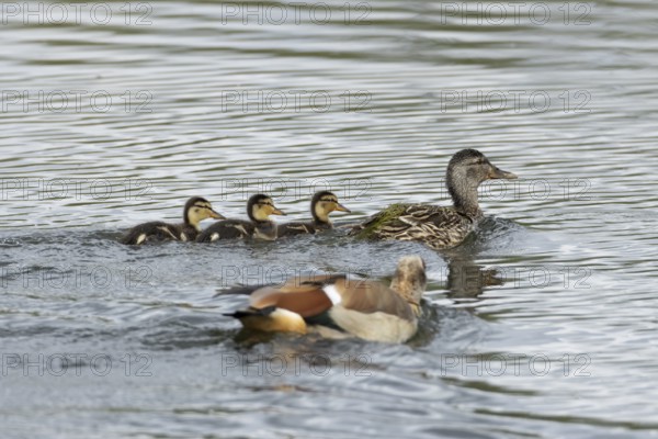 Mallard duck (Anas platyrhynchos) adult female bird and three juvenile baby ducklings on the water surface of a lake being chased by an Egyptian goose, England, United Kingdom