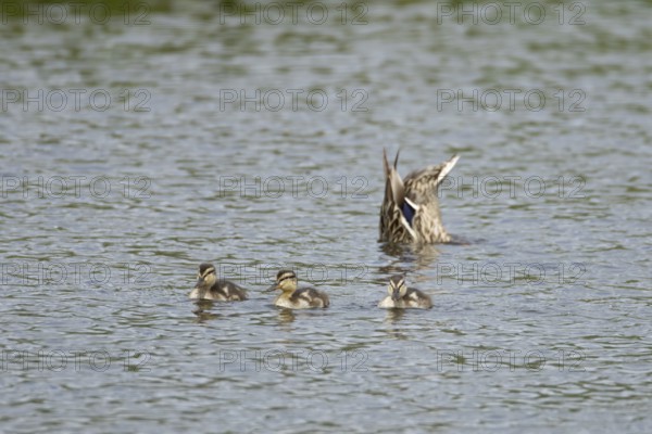 Mallard duck (Anas platyrhynchos) adult female bird and three juvenile baby ducklings on the water surface of a lake, England, United Kingdom