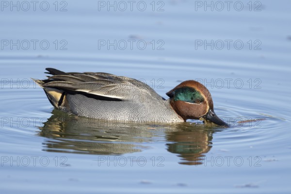 Common teal duck (Anas crecca) adult male bird feeding on the water surface of a lake, England, United Kingdom