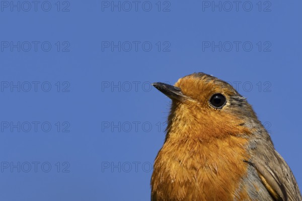 European robin (Erithacus rubecula) adult garden bird head portrait, England, United Kingdom