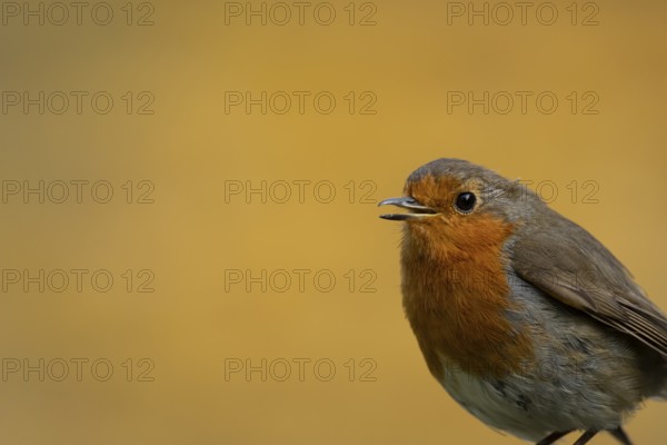 European robin (Erithacus rubecula) adult garden bird singing, England, United Kingdom