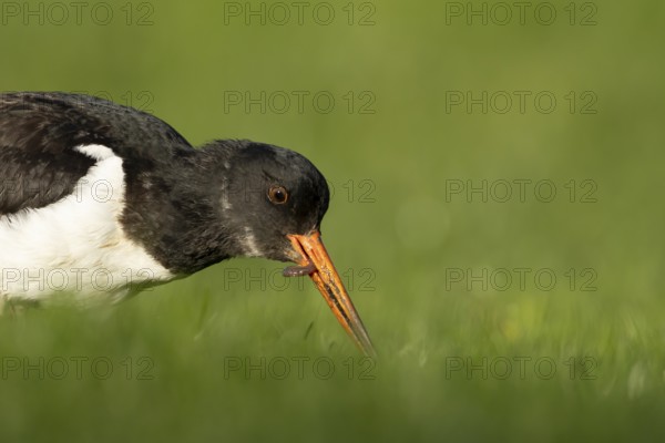Eurasian oystercatcher (Haematopus ostralegus) adult wader bird feeding on a worm on grassland, England, United Kingdom