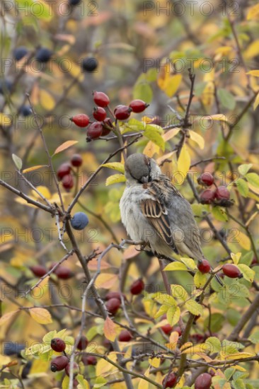 House sparrow (Passer domesticus) adult male bird preening in a hedgerow amongst autumn leaves and berries, England, United Kingdom