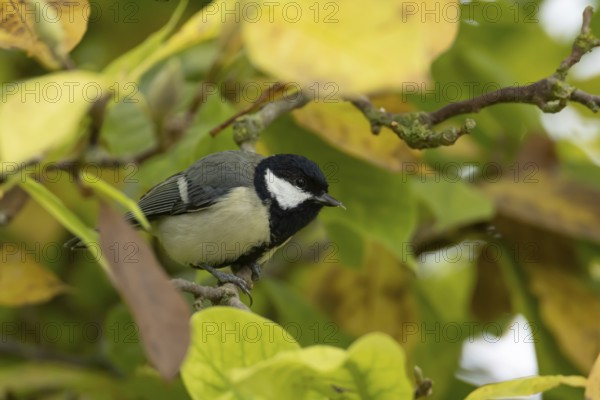 Great tit (Parus major) adult garden bird on a magnolia tree with autumn colour leaves, England, United Kingdom