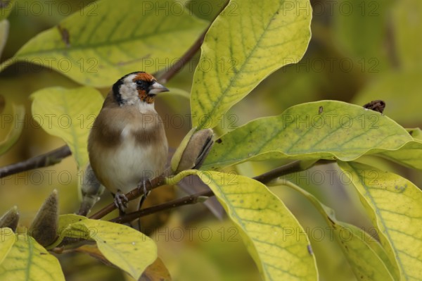 European goldfinch (Carduelis carduelis) adult garden bird on a magnolia tree with autumn colour leaves, England, United Kingdom