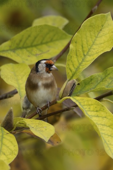European goldfinch (Carduelis carduelis) adult garden bird on a magnolia tree with autumn colour leaves, England, United Kingdom