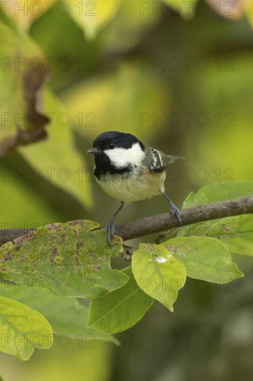 Coal tit (Periparus ater) adult garden bird on a magnolia tree with autumn colour leaves, England, United Kingdom