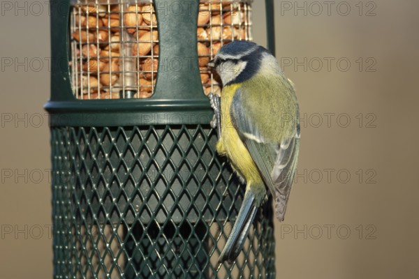 Blue tit (Cyanistes caeruleus) adult garden bird feeding on peanuts from a bird feeder England, United Kingdom