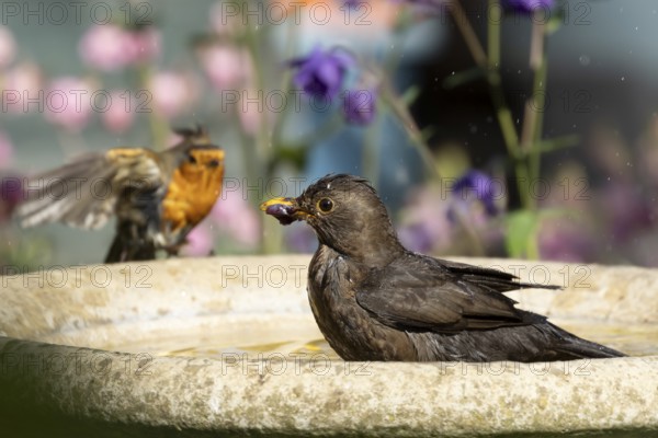 Eurasian blackbird (Turdus merula) adult female garden bird bathing in a bird bath, England, United Kingdom