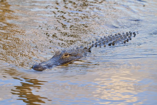 An alligator swimming just below the water surface and approaching, American Alligator (Alligator mississippiensis), Spring, Orlando Wetlands, Christmas, Florida, USA, North America