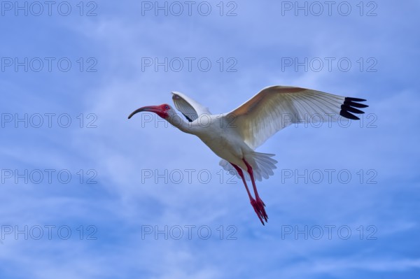 A bird flies majestically in the clear blue sky with outstretched wings, Snowy Ibis (Eudocimus albu), spring, Orlando Wetlands, Christmas, Florida, USA, North America -