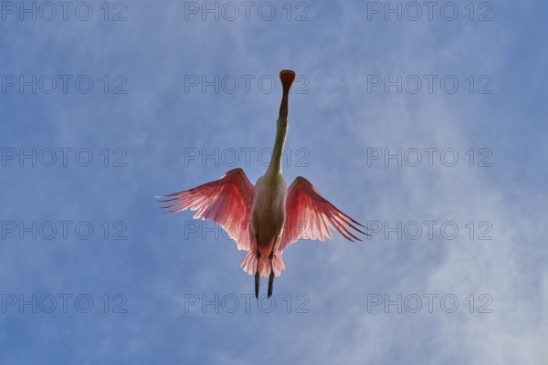 Roseate spoonbill from below in the air, pink wings pointing against a cloudy sky, roseate spoonbill (Ajaja ajaja), spring, St. Augustine, Florida, USA