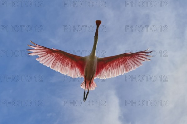 Roseate spoonbill from below in flight against deep blue sky, wings wide open, Roseate spoonbill (Ajaja ajaja), spring, St. Augustine, Florida, USA