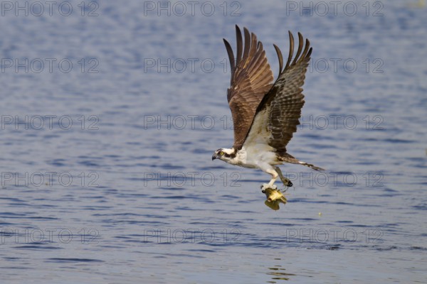 An osprey flies over the water with a fish in its talons, its wings outstretched, Osprey (Pandion haliaetus), Orlando Wetlands, Christmas, Florida, USA, North America