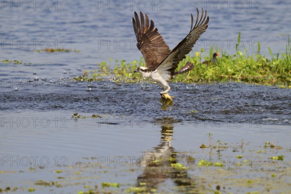 An osprey takes off from the water surface with a fish in its talons, Osprey (Pandion haliaetus), Orlando Wetlands, Christmas, Florida, USA, North America