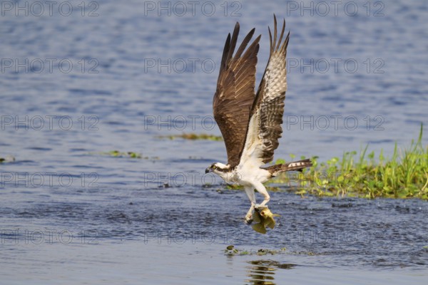 A flying osprey with a prey fish in its talons above the water surface, Osprey (Pandion haliaetus), Orlando Wetlands, Christmas, Florida, USA, North America