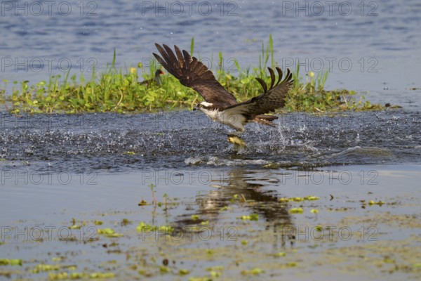 An osprey rises from the water with its prey, a fish, while its wings are spread, Osprey (Pandion haliaetus), Orlando Wetlands, Christmas, Florida, USA, North America
