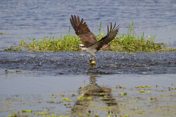 An osprey catches a fish from the water with outstretched wings and specular reflection, Osprey (Pandion haliaetus), Orlando Wetlands, Christmas, Florida, USA, North America