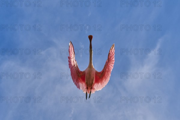 Roseate spoonbill with outspread wings against blue sky with light clouds, roseate spoonbill (Ajaja ajaja), spring, St. Augustine, Florida, USA