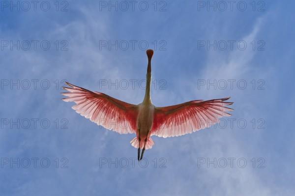 Dynamic image of a flying roseate spoonbill in the sky, live pink and white wings, roseate spoonbill (Ajaja ajaja), spring, St. Augustine, Florida, USA