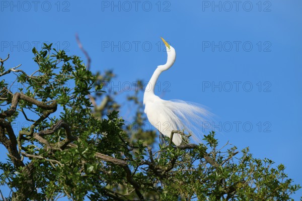 A white heron sits elegantly on a tree against a blue sky, Great Egret (Egretta alba), spring, St. Augustine, Florida, USA