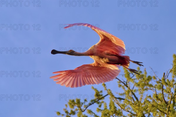 Roseate spoonbill in flight over trees under blue sky, pink wings spread, roseate spoonbill (Ajaja ajaja), spring, St. Augustine, Florida, USA
