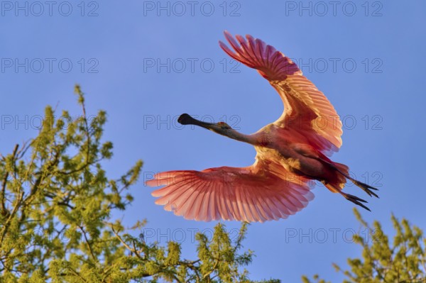 Flying roseate spoonbill with spread wings, bright colours in the evening sky, roseate spoonbill (Ajaja ajaja), spring, St. Augustine, Florida, USA