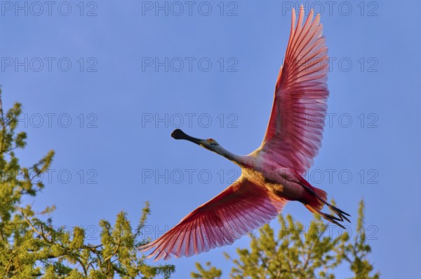 Roseate spoonbill in flight over treetops against a blue sky, illuminated by evening light, Roseate spoonbill (Ajaja ajaja), spring, St. Augustine, Florida, USA