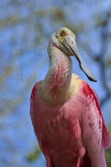 Close-up of a roseate spoonbill with vivid pink plumage, natural background, roseate spoonbill (Ajaja ajaja), spring, St. Augustine, Florida, USA