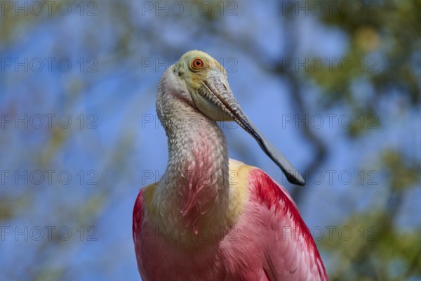 Roseate spoonbill bird in front of blurred background, vivid pink and beige plumage colours, clear sky, Roseate spoonbill (Ajaja ajaja), spring, St. Augustine, Florida, USA