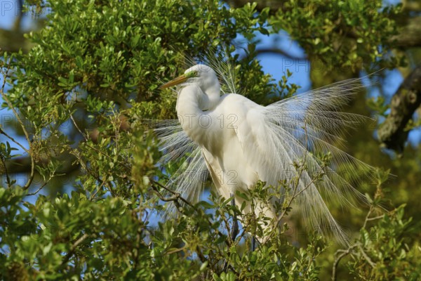 A white heron with impressive plumage in a tree, Great Egret (Egretta alba), spring, St. Augustine, Florida, USA