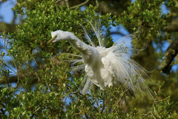A white heron with spread feathers in the branches, Great Egret (Egretta alba), spring, St. Augustine, Florida, USA