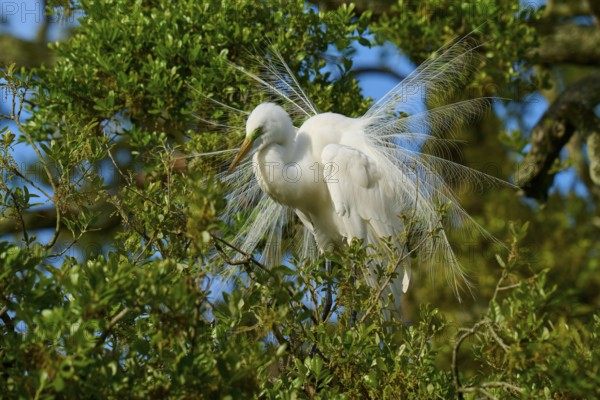 A white heron with splendid plumage in a tree, Great Egret (Egretta alba), spring, St. Augustine, Florida, USA