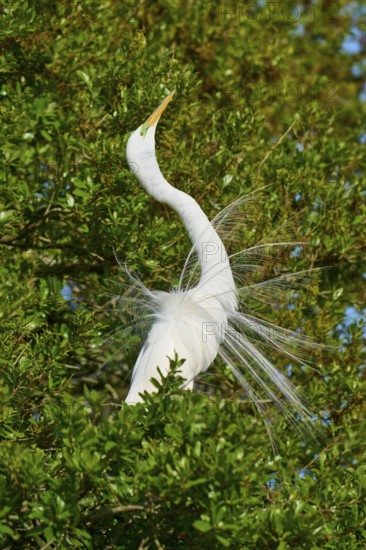 A white heron with spread feathers sitting in the green foliage, Great Egret (Egretta alba), spring, St. Augustine, Florida, USA