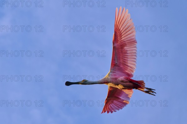 Roseate spoonbill flying high in the sky with wide spread pink wings, clear blue backdrop, Roseate spoonbill (Ajaja ajaja), spring, St. Augustine, Florida, USA