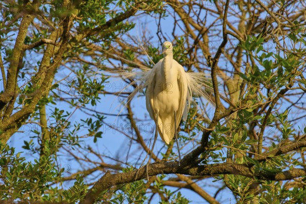 A white egret stands quietly on a branch, surrounded by trees, Great Egret (Egretta alba), spring, St. Augustine, Florida, USA