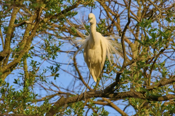 The heron proudly presents its wings on a tree branch, Great Egret (Egretta alba), spring, St. Augustine, Florida, USA