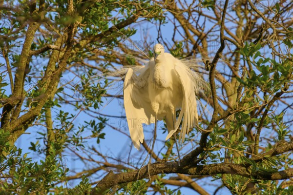 A heron displays its plumage on a branch in the morning sun, Great Egret (Egretta alba), spring, St. Augustine, Florida, USA