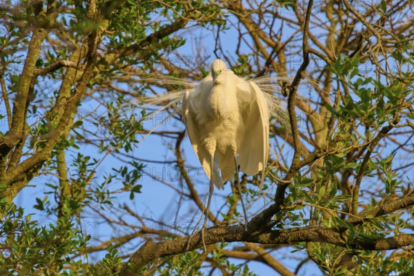 A heron with magnificent feathers sitting on a branch in the light, Great Egret (Egretta alba), spring, St. Augustine, Florida, USA