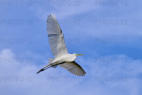 A bird in elegant flight against a blue sky, Great Egret (Egretta alba), spring, St. Augustine, Florida, USA